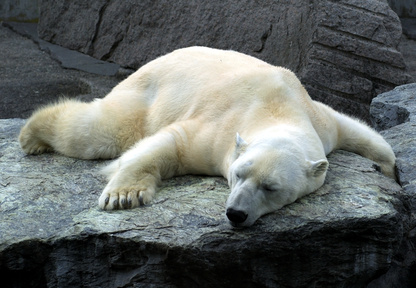 müder und schlafender Eisbär